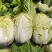 河南娃娃菜大娃娃菜黄叶嫩脆按需加工货源稳定长期合作