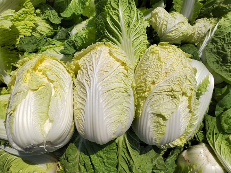 河南娃娃菜大娃娃菜黄叶嫩脆按需加工货源稳定长期合作