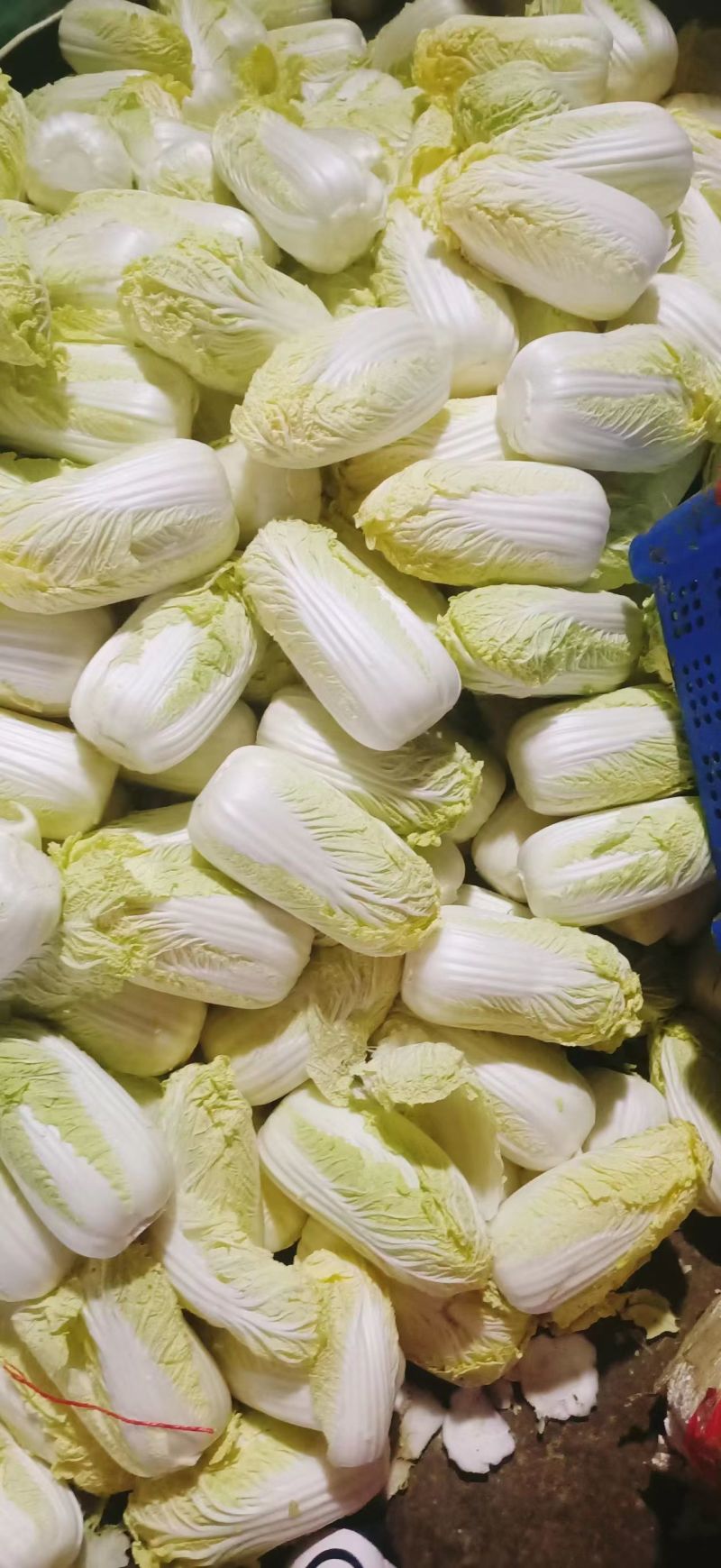 河南娃娃菜大娃娃菜黄叶嫩脆按需加工货源稳定长期合作