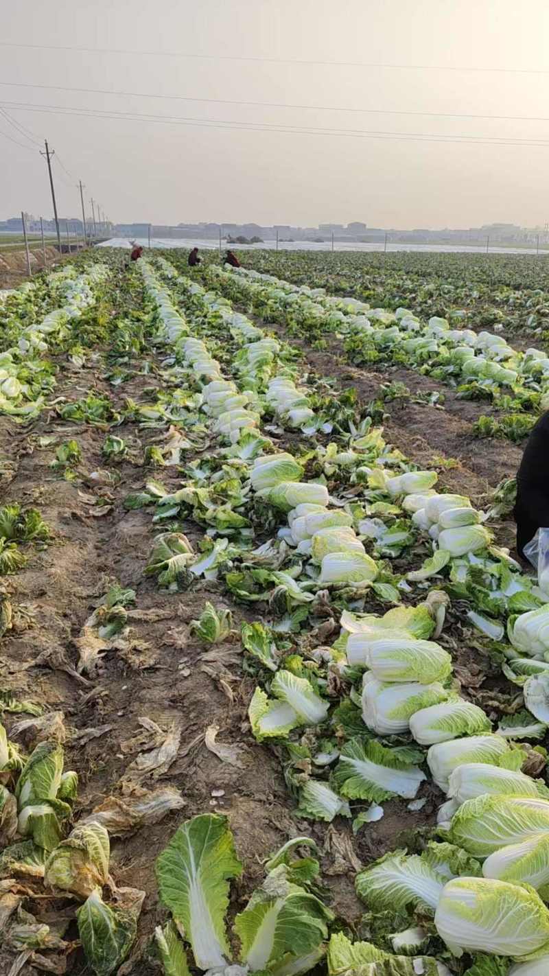 河南娃娃菜大娃娃菜黄叶嫩脆按需加工货源稳定长期合作