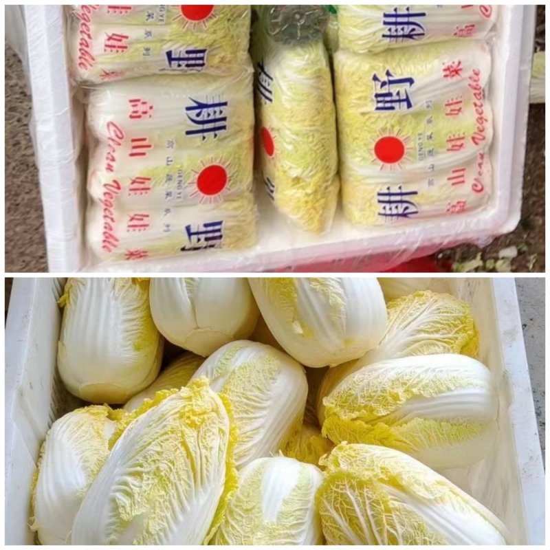 河南娃娃菜大娃娃菜黄叶嫩脆按需加工货源稳定长期合作