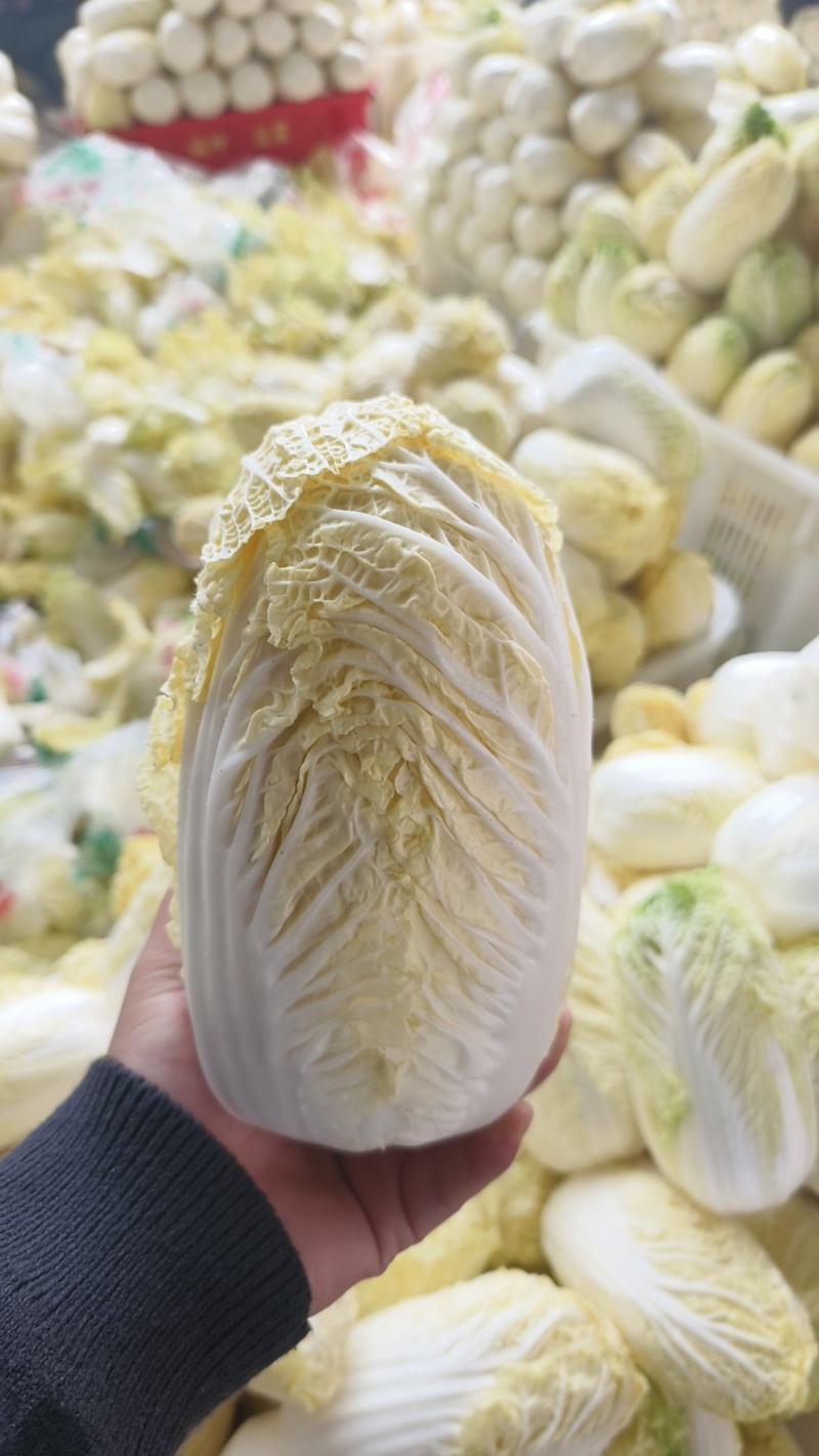 河南娃娃菜大娃娃菜黄叶嫩脆按需加工货源稳定长期合作