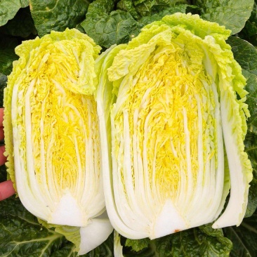 河南娃娃菜大娃娃菜黄叶嫩脆按需加工货源稳定长期合作