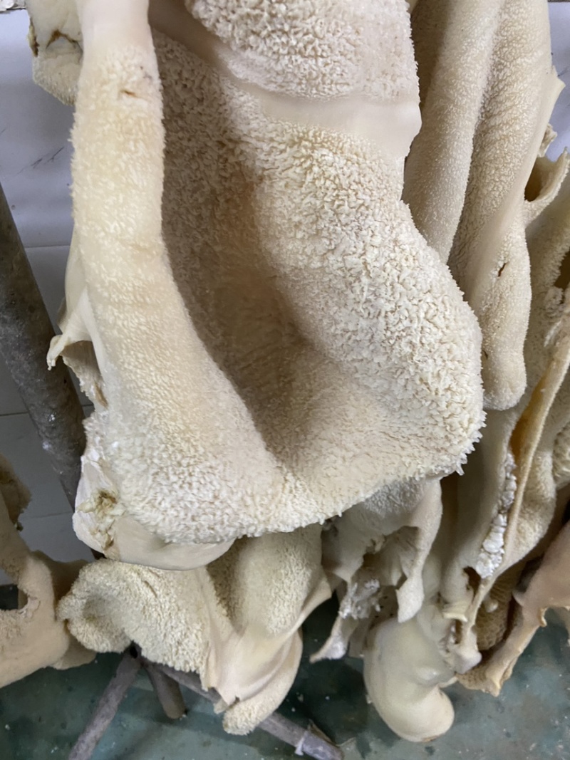 鲜牛肚河北厂家直发保质保量供货批发零售