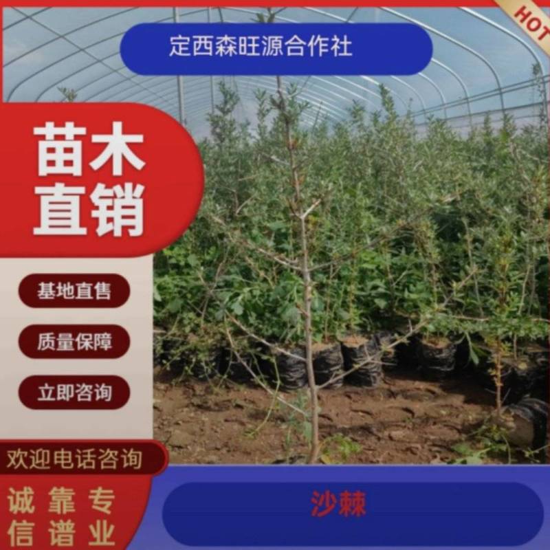 甘肃沙棘营养杯60公分70公分80公分90公分以上发西藏