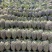 【推荐】云南香水菠萝，小菠萝，精品菠萝，电商团购整车发货