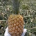 【推荐】云南香水菠萝，小菠萝，精品菠萝，电商团购整车发货