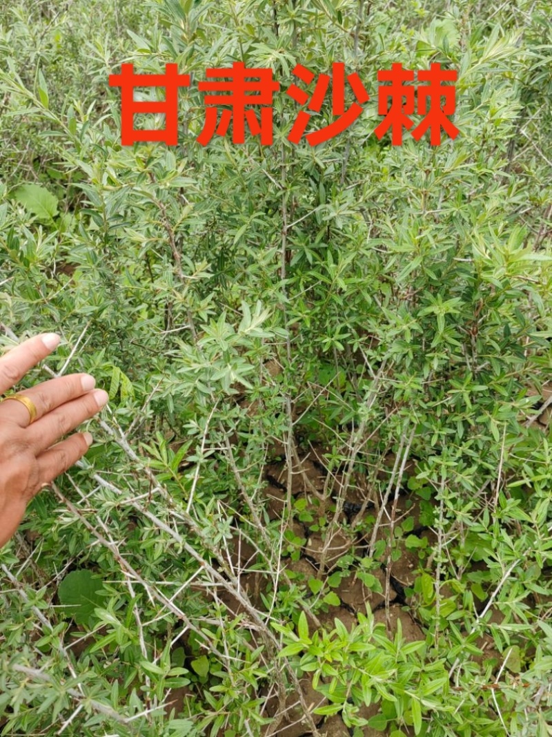 甘肃沙棘营养杯60公分70公分80公分90公分以上发西藏