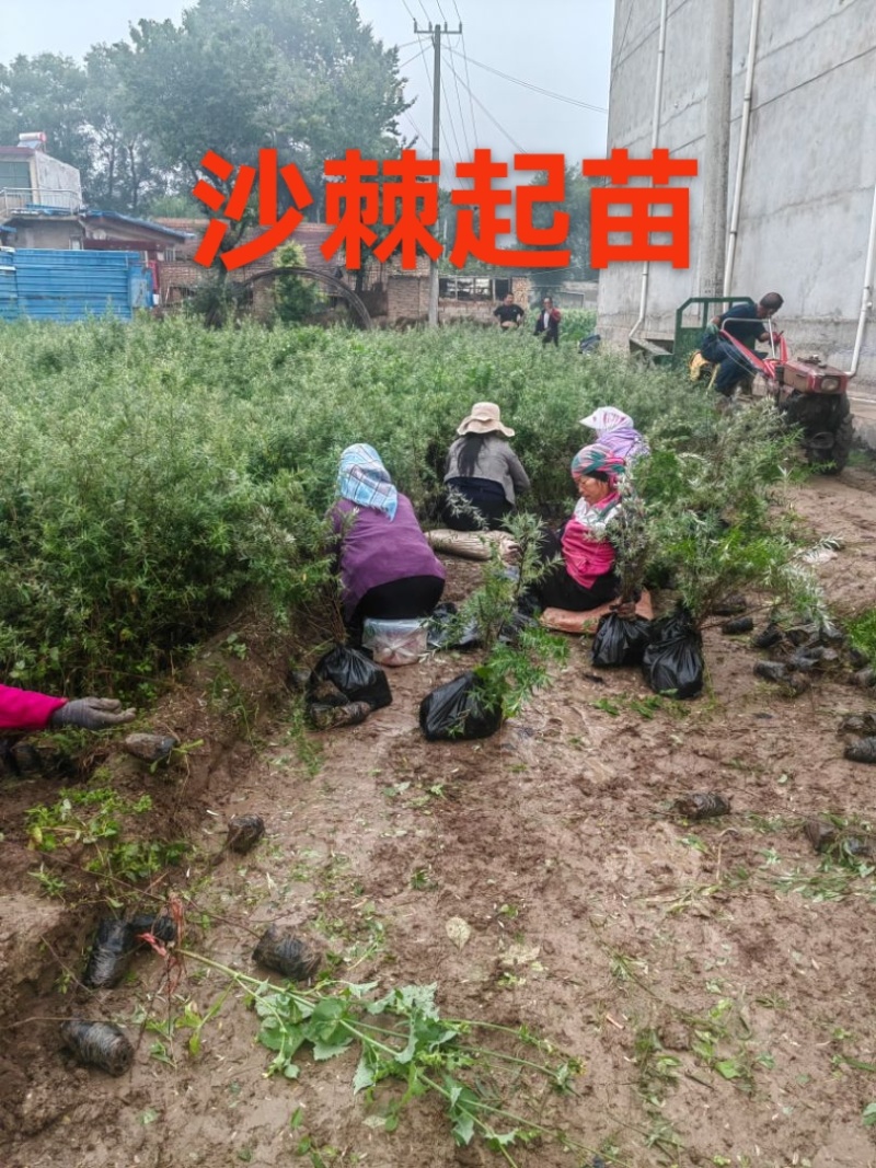 甘肃沙棘营养杯60公分70公分80公分90公分以上发西藏