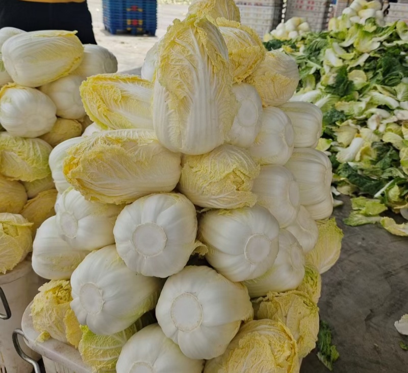 河南娃娃菜大娃娃菜黄叶嫩脆按需加工货源稳定长期合作