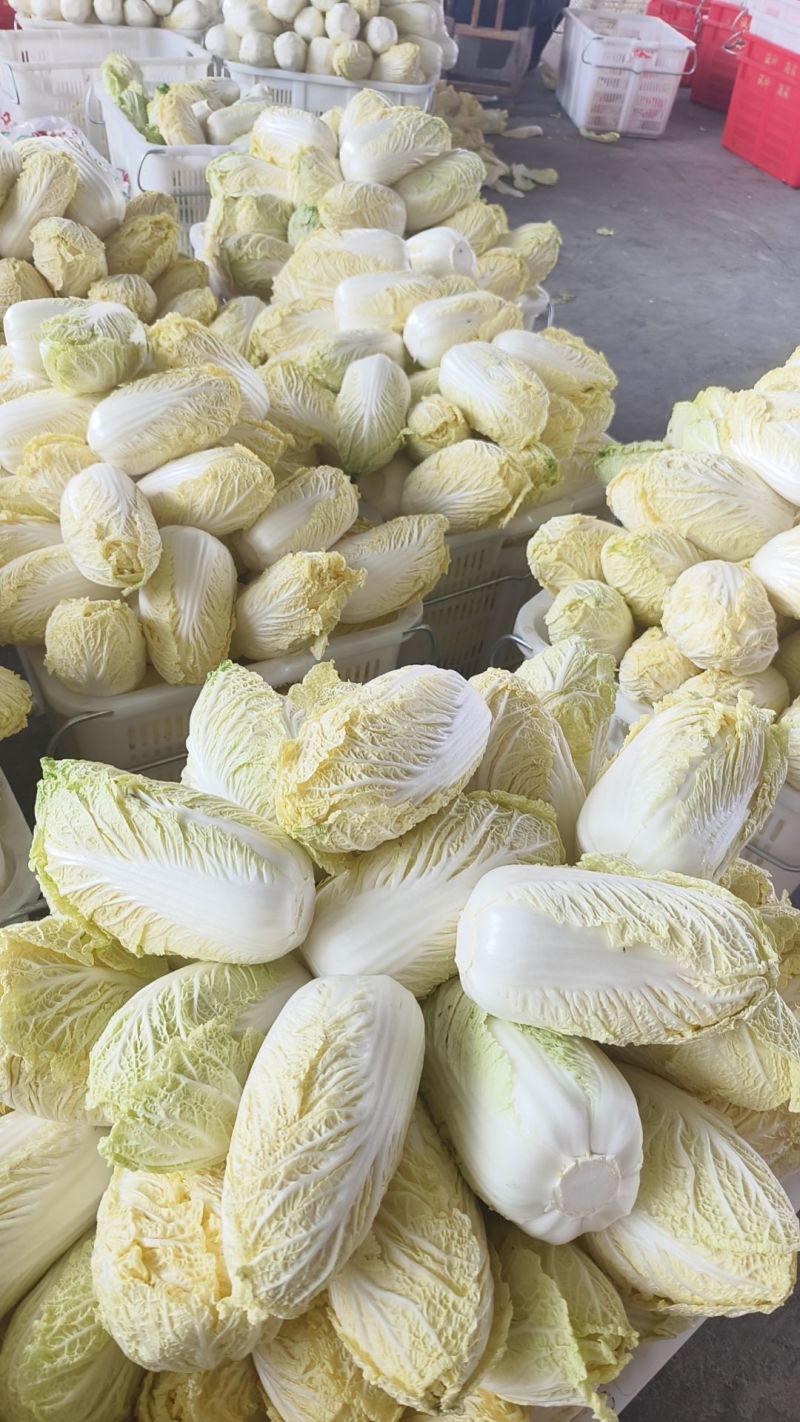 河南娃娃菜大娃娃菜黄叶嫩脆按需加工货源稳定长期合作