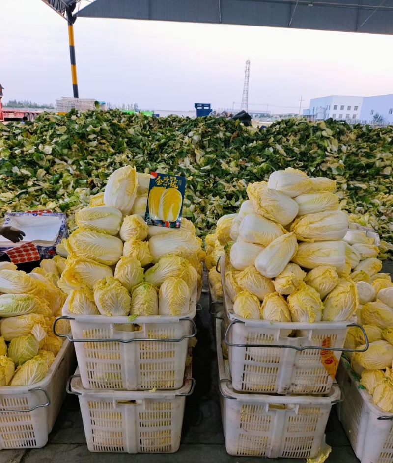 河南娃娃菜大娃娃菜黄叶嫩脆按需加工货源稳定长期合作