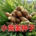 河南姜种品种齐全生茬地留种脱毒催芽供种植技术全国发货
