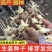 河南姜种品种齐全生茬地留种脱毒催芽供种植技术全国发货