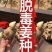 河南姜种品种齐全生茬地留种脱毒催芽供种植技术全国发货