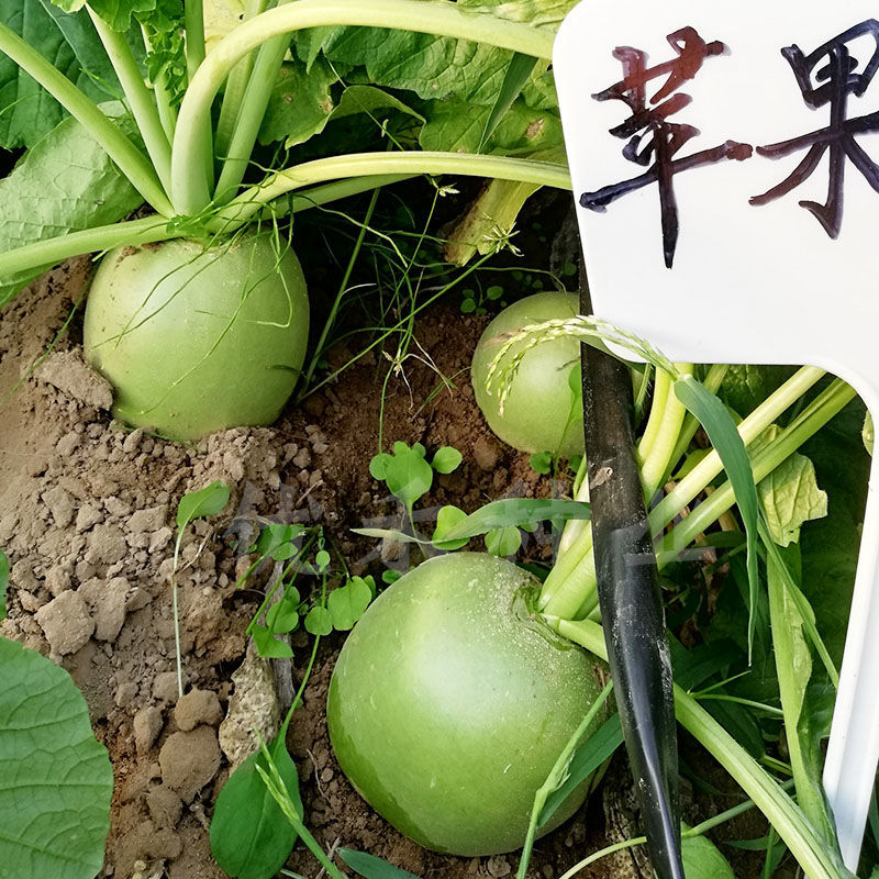 苹果萝卜种子樱桃水果罗卜种籽好吃不辣春秋季播
