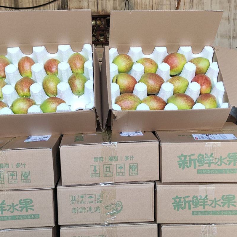 媚梨七号