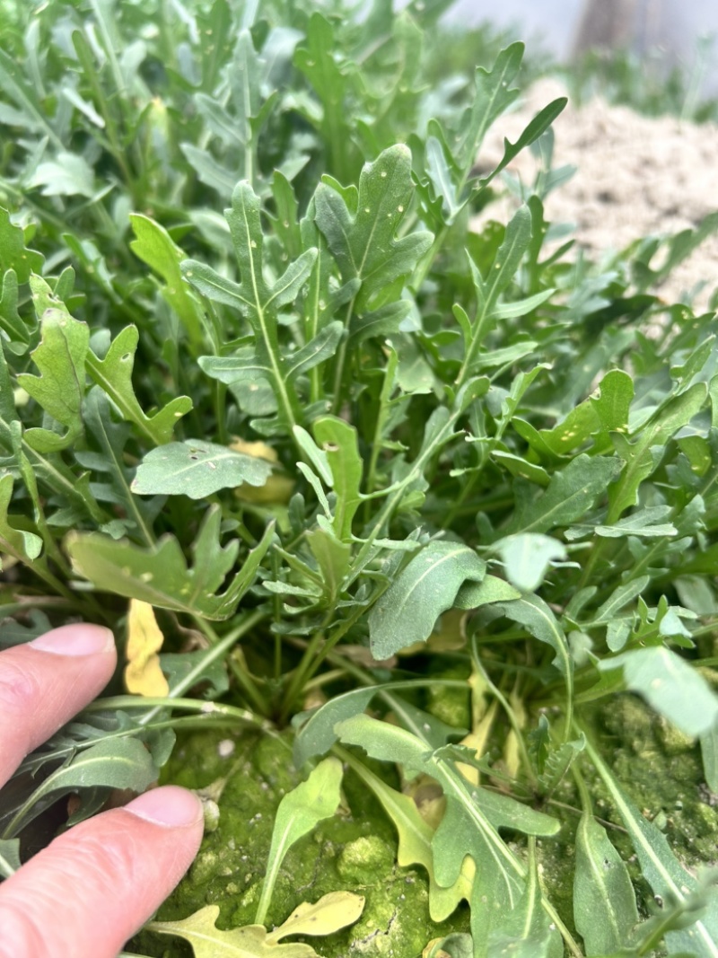 小叶芝麻菜种子生长速度快四季种植味道浓郁意大利进口