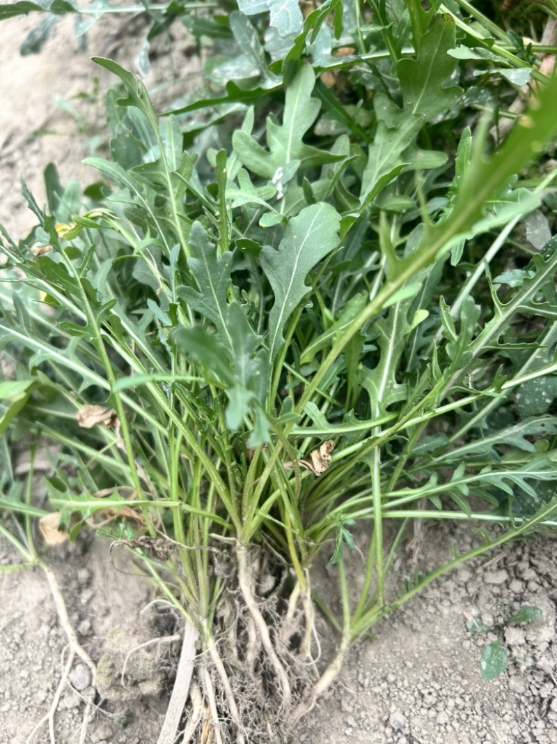 小叶芝麻菜种子生长速度快四季种植味道浓郁意大利进口
