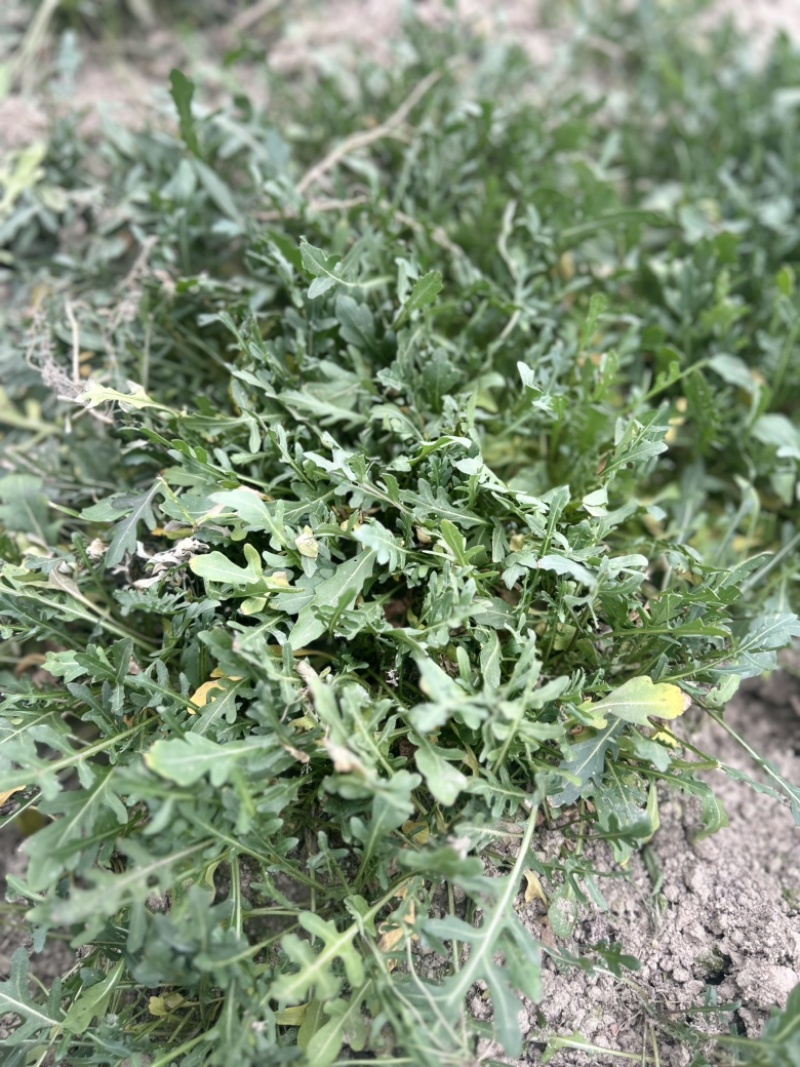 小叶芝麻菜种子生长速度快四季种植味道浓郁意大利进口
