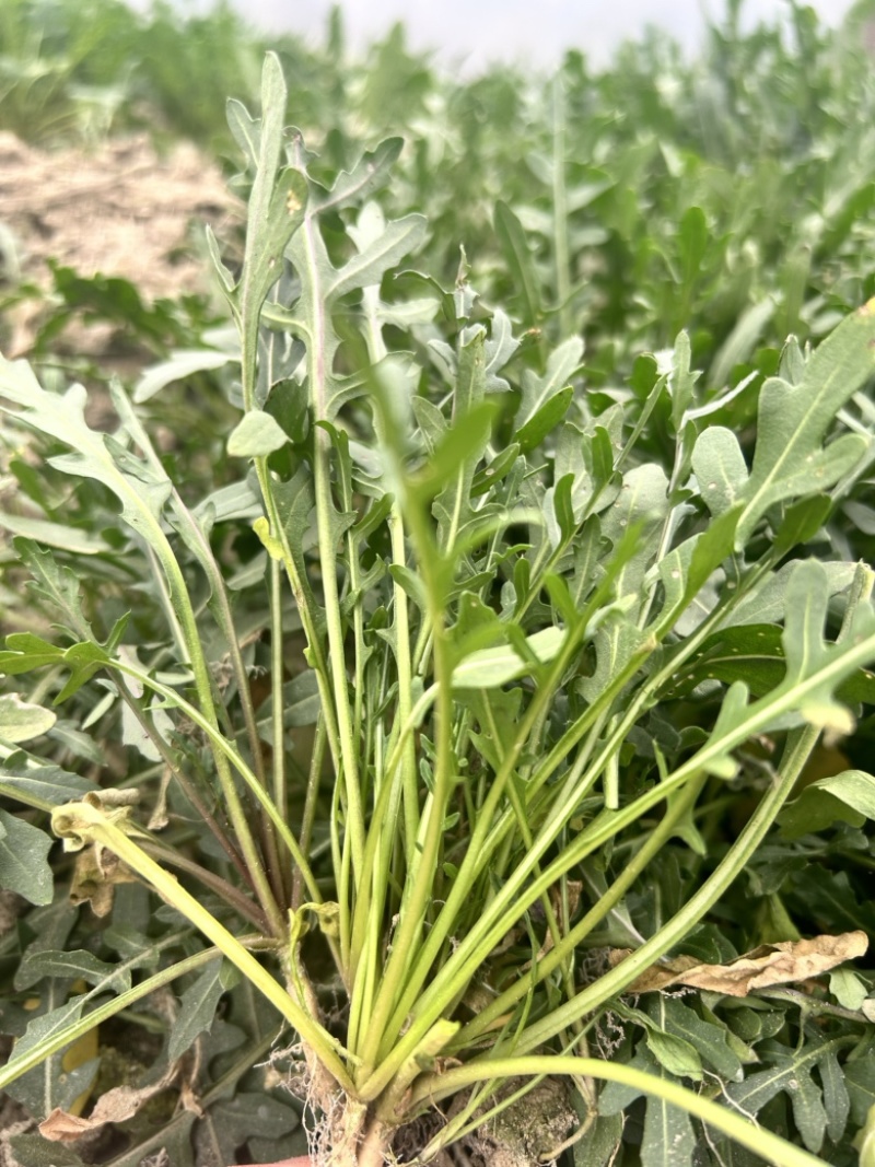 小叶芝麻菜种子生长速度快四季种植味道浓郁意大利进口