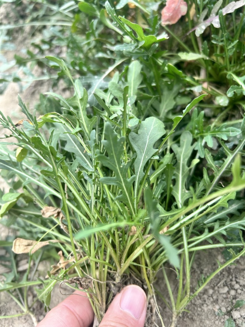 小叶芝麻菜种子生长速度快四季种植味道浓郁意大利进口