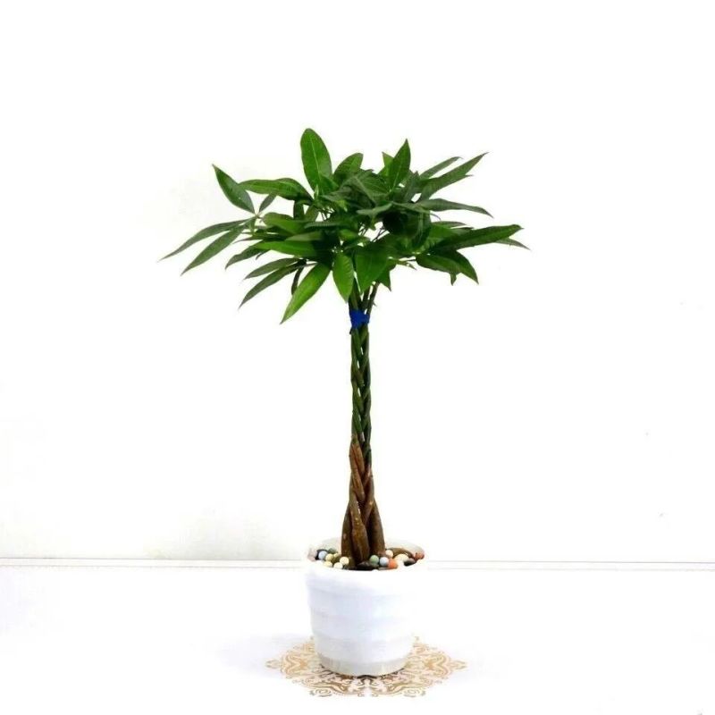 发财树