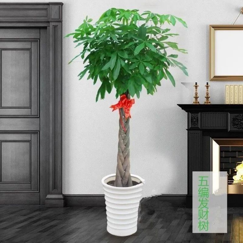 发财树