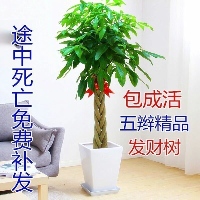 发财树