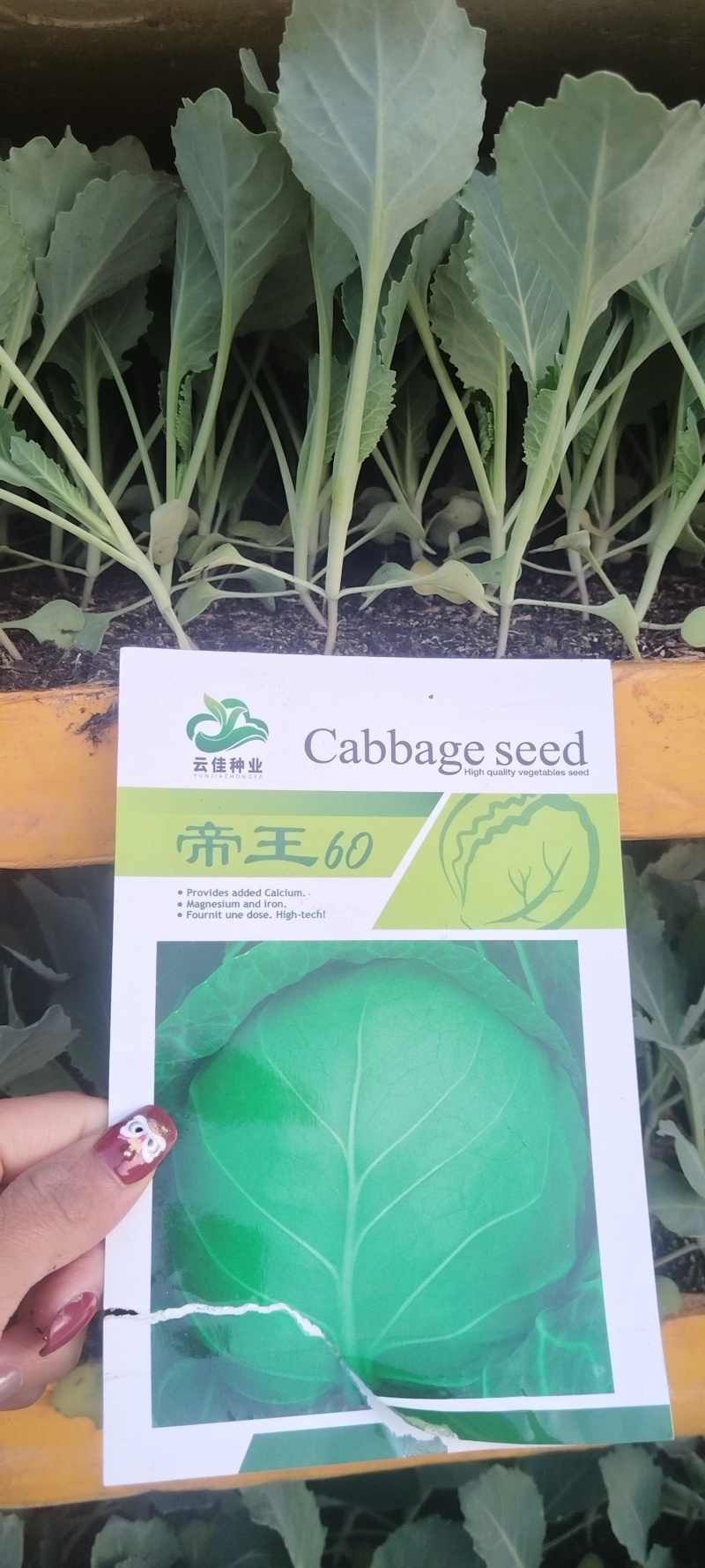 精品铁头苗一手货源量大从优质量保证欢迎咨询