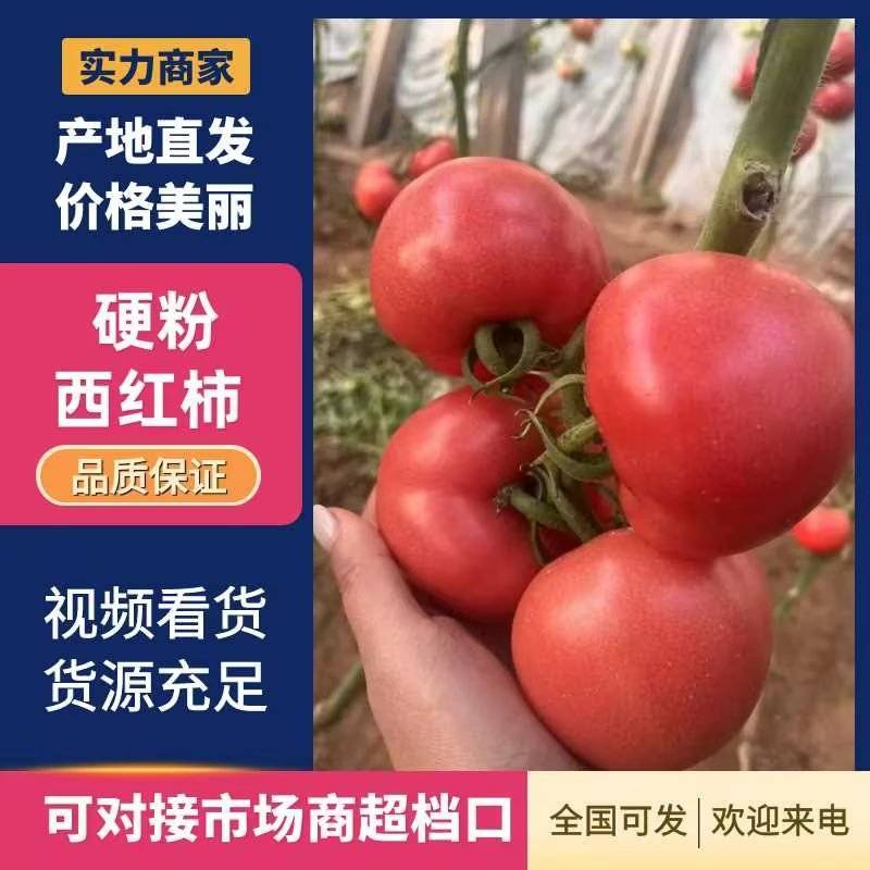 【高人气】硬度好硬粉西红柿沙瓤蜜蜂授粉碱地种植甜度高按需