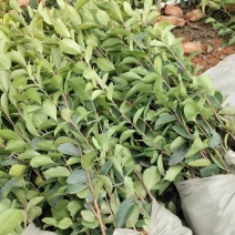 油茶直生杯苗
