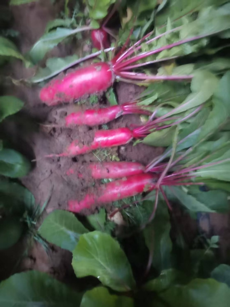莒南县精品水萝卜，红皮白瓤，基地直供，欢迎市场电商咨询