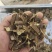 鬼箭羽段细支大羽数量不多了急处理