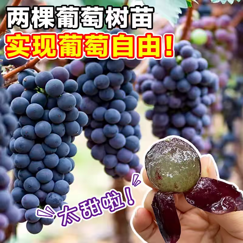 葡萄树苗，嫁接苗，扦插苗，5bb3309夏黑，