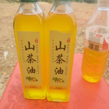 油茶野生油茶高山油茶山茶油油茶
