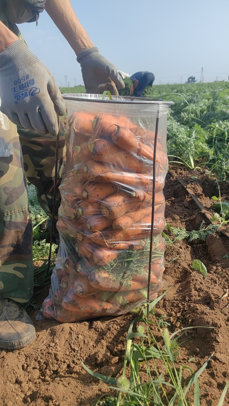 新鲜胡萝卜公司基地质量货源充足稳定长期合作