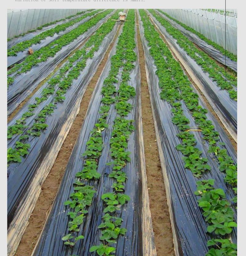 农膜塑料薄膜地膜黑色地膜防草黑地膜除草保温保湿地膜