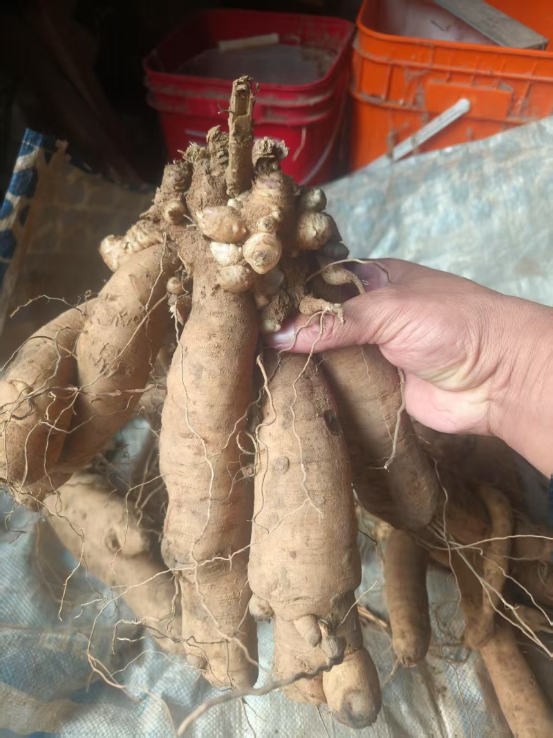 玄参芽子大量批发。芽子好得很,全国发货