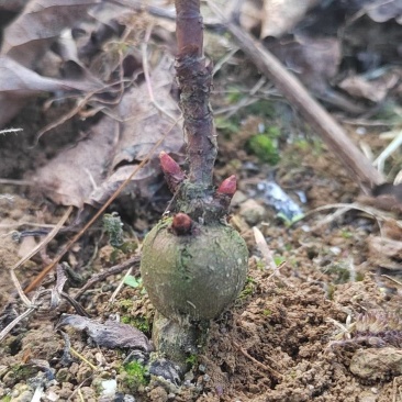 虎杖苗.多芽改良虎杖苗，酸汤杆