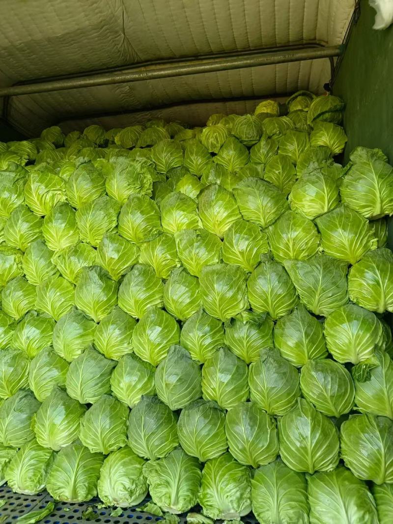 湖北荆门沙洋县斯特丹甘蓝产地发货一手货源批发价格美丽！