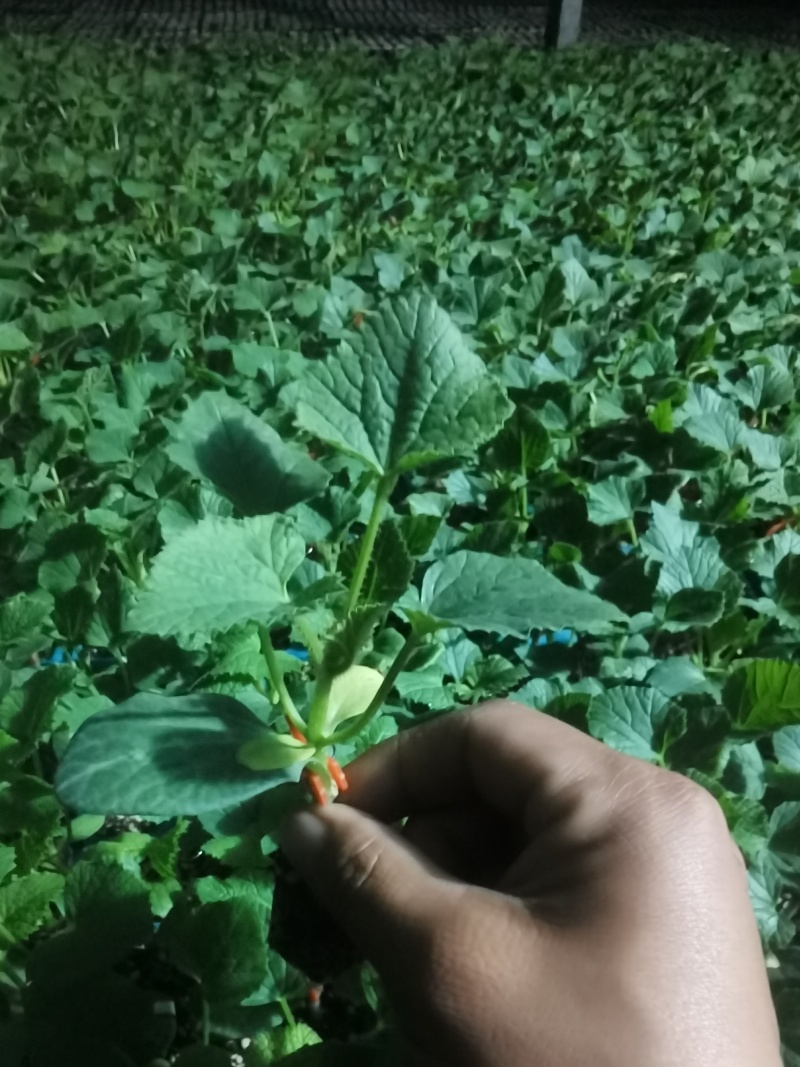 锦玉甜瓜锦玉羊角蜜甜瓜苗老锦玉嫁接羊角蜜甜瓜苗