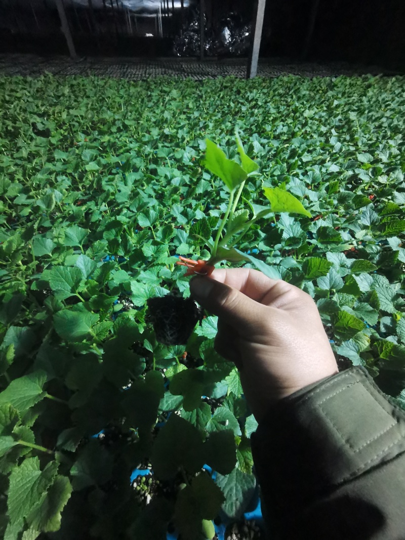 锦玉甜瓜锦玉羊角蜜甜瓜苗老锦玉嫁接羊角蜜甜瓜苗