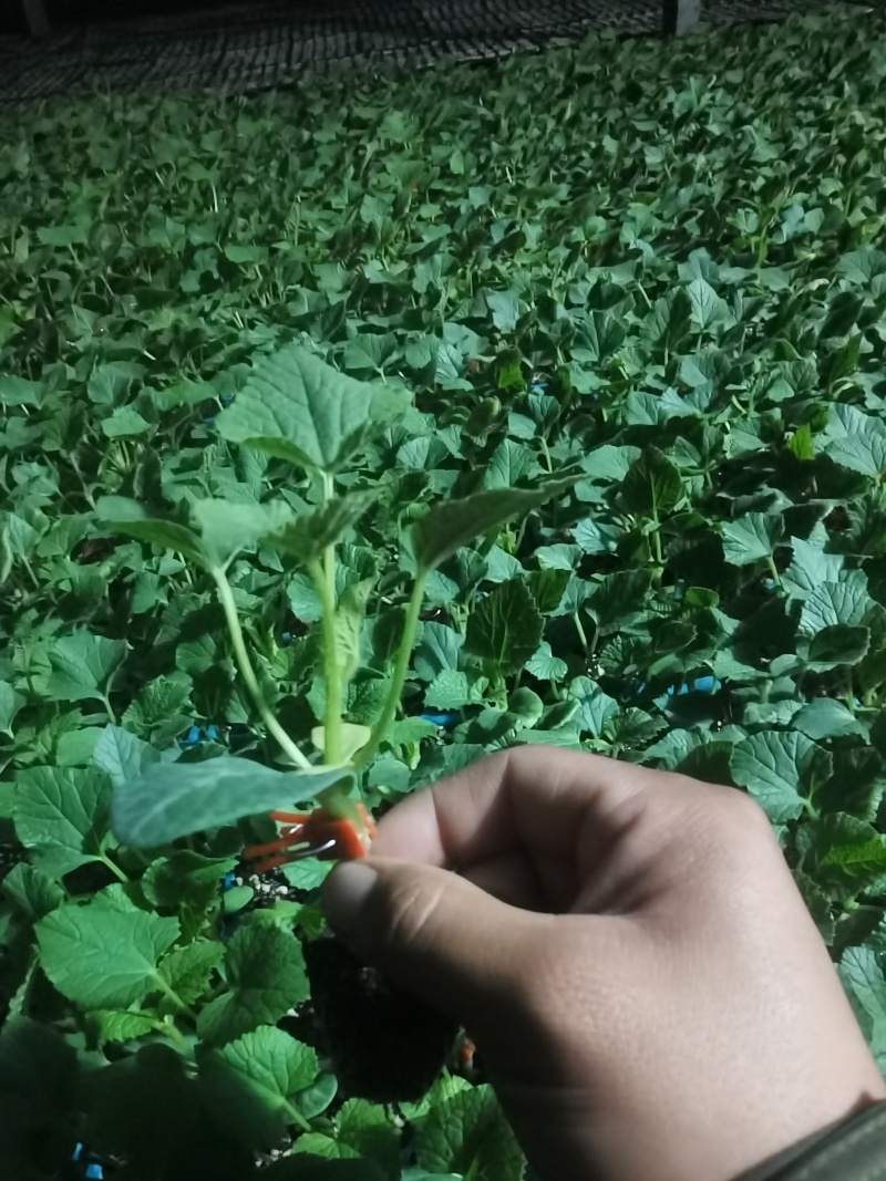 锦玉甜瓜锦玉羊角蜜甜瓜苗老锦玉嫁接羊角蜜甜瓜苗