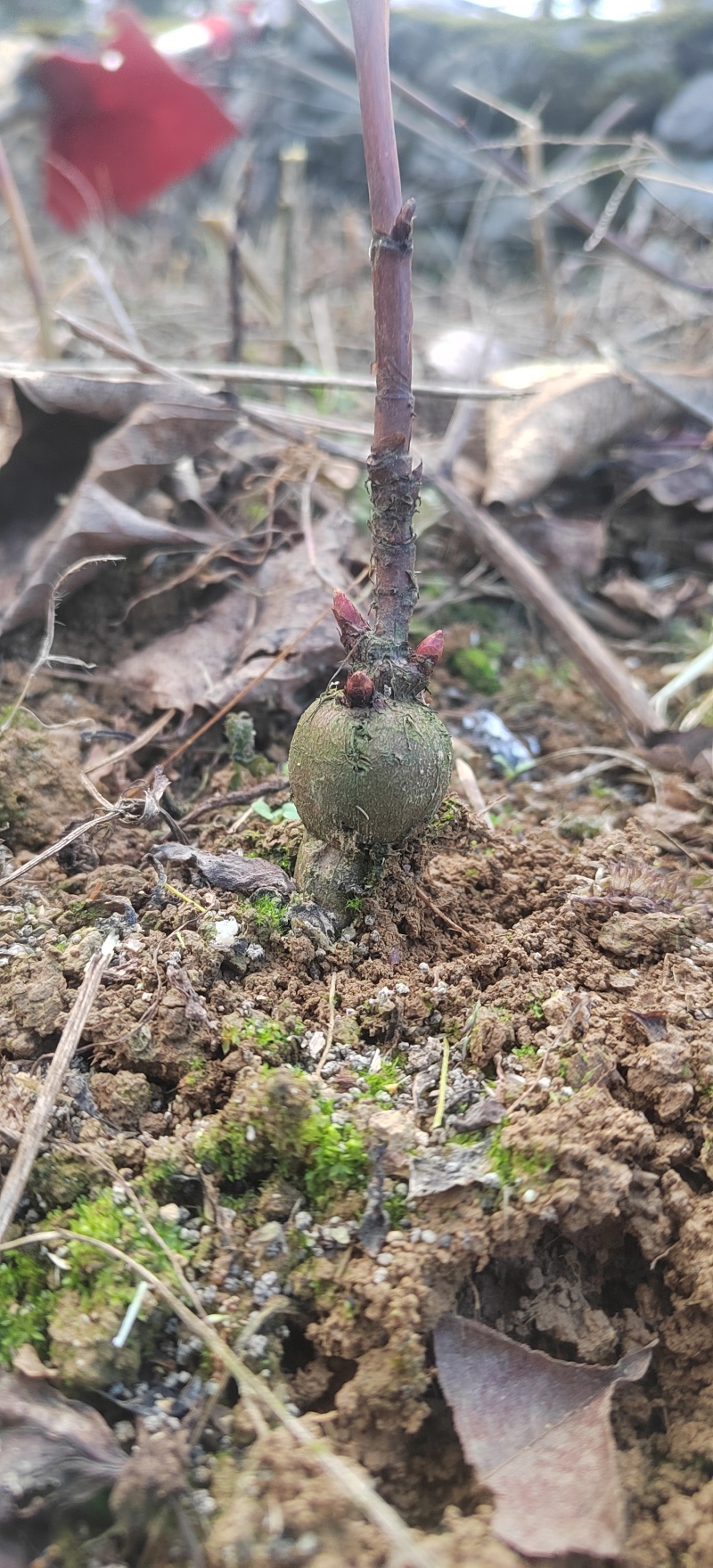 虎杖苗.多芽改良虎杖苗，酸汤杆
