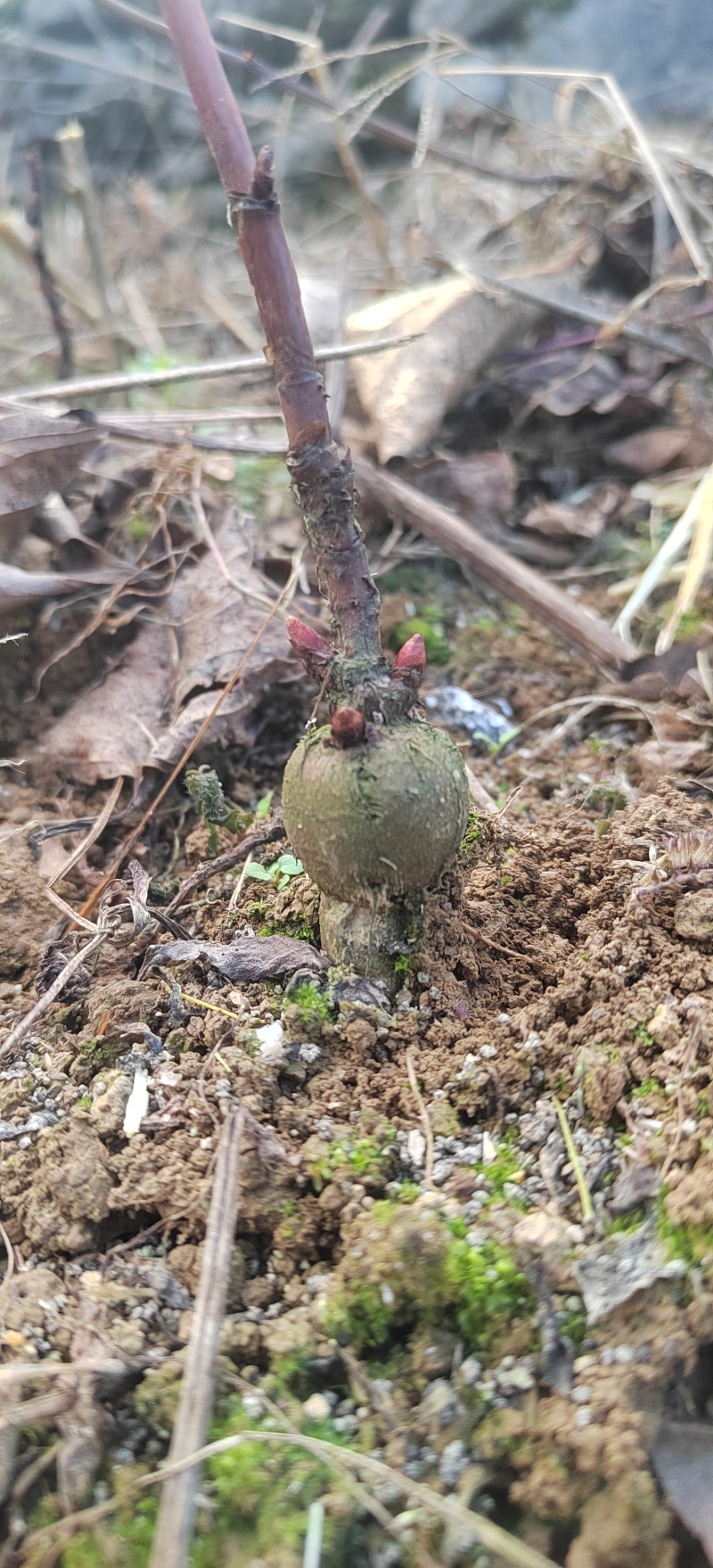 虎杖苗.多芽改良虎杖苗，酸汤杆