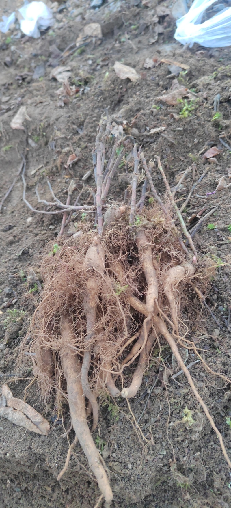 虎杖苗.多芽改良虎杖苗，酸汤杆