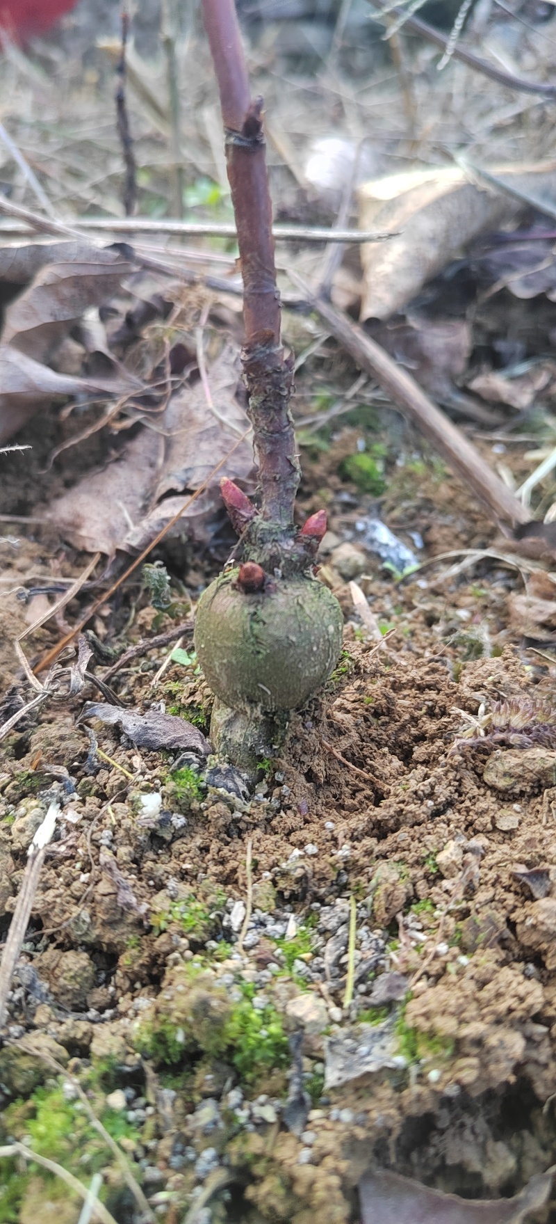 虎杖苗.多芽改良虎杖苗，酸汤杆