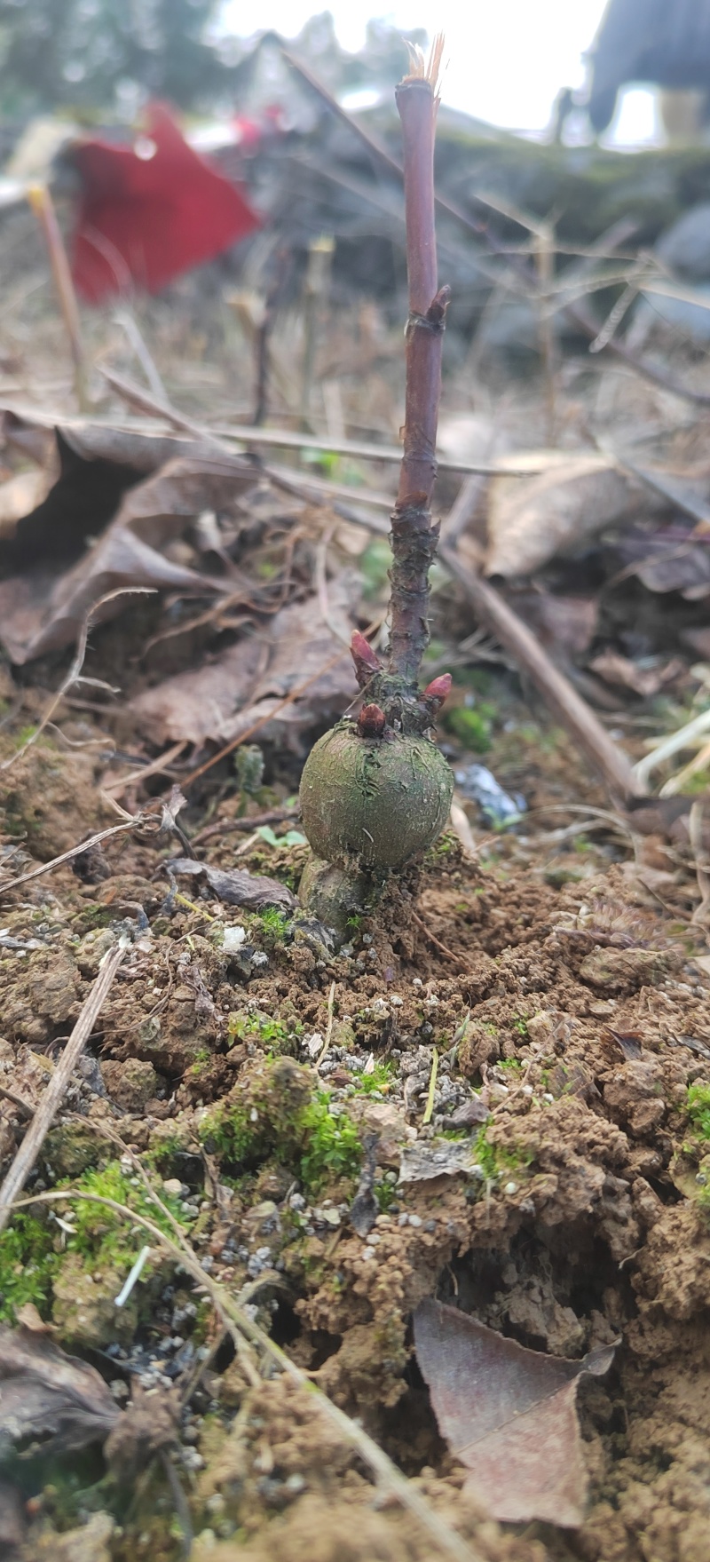 虎杖苗.多芽改良虎杖苗，酸汤杆