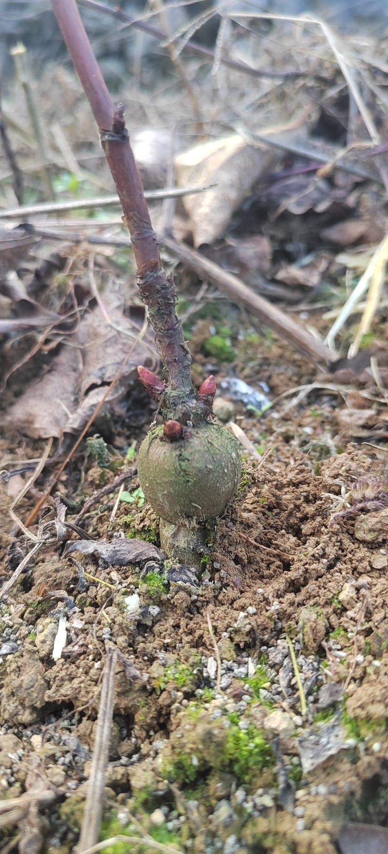 虎杖苗.多芽改良虎杖苗，酸汤杆